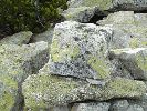 Filename=mx10.JPG
Filesize=81KB
Размери : 378x283
Дата на добавяне : Авг 10, 2004 mx10.JPG
